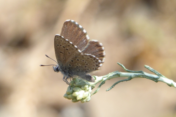 2 , Pseudophilotes barbagiae